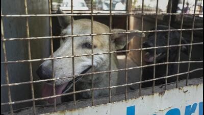 The issue of community dogs was raised in the meeting by councillor Rajpal Singh, who had flagged the shortage of shelters in the city, and stated that there are only 20 operational centres in the city. (PTI)