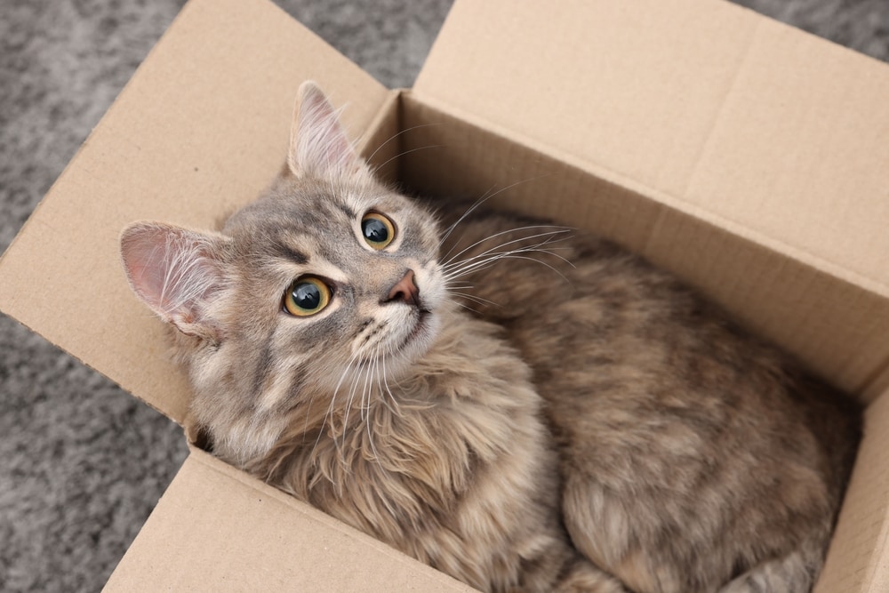 Schrodinger’s cat is more of a hypothetical thought situation, shared by physicist Erwin Schrödinger. It involves imagining a cat in a sealed box. Inside the box, there's something deadly which may or may not kill the cat. But until the box is opened, one can't really know if it is dead or alive. (Shutterstock) Schrodinger’s cat is more of a hypothetical thought situation, shared by physicist Erwin Schrödinger. It involves imagining a cat in a sealed box. Inside the box, there's something deadly which may or may not kill the cat. But until the box is opened, one can't really know if it is dead or alive. (Shutterstock)