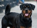 There is also provision for compensation to people injured or the families of those killed by such animals. There is also provision for compensation to people injured or the families of those killed by such animals.