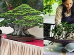 A well-shaped bonsai adds charm and freshness, turning a simple corner into the most admired spot in your home.