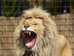 Lion_1753342211769