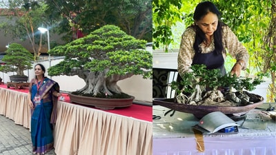 A well-shaped bonsai adds charm and freshness, turning a simple corner into the most admired spot in your home. (Mamta Mishra) A well-shaped bonsai adds charm and freshness, turning a simple corner into the most admired spot in your home. (Mamta Mishra)