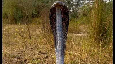 Gurugram has logged a surge in snake sightings this monsoon, with 85 snakes rescued across the city so far in July. (HT PHOTO.)