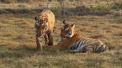 Madhya Pradesh has a population of 785 from the previous 526 in 2019, according to 2024 tiger estimation data. (File photo) Madhya Pradesh has a population of 785 from the previous 526 in 2019, according to 2024 tiger estimation data. (File photo)