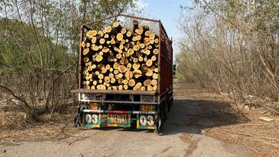 The ACEO has said that the authority will deal strictly with anyone cutting trees without the Forest Department’s approval. (HT Archives) The ACEO has said that the authority will deal strictly with anyone cutting trees without the Forest Department’s approval. (HT Archives)