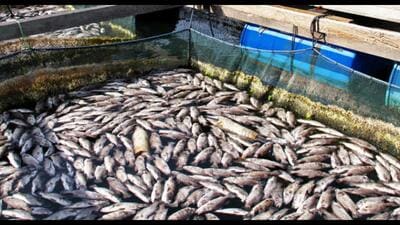 The state-of-the-art facility aims to streamline services and provide enhanced support to fish and shrimp farmers across Punjab. (HT Photo) The state-of-the-art facility aims to streamline services and provide enhanced support to fish and shrimp farmers across Punjab. (HT Photo)