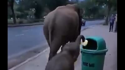 In the now-viral clip, the elephant calf is seen picking up a piece of garbage. (X/CT Ravi) In the now-viral clip, the elephant calf is seen picking up a piece of garbage. (X/CT Ravi)