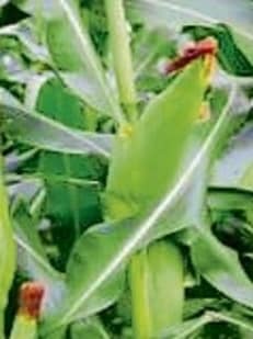 Infestation of the fall armyworm (FAW), a destructive pest, has been reported in several parts of Himachal Pradesh, posing a serious threat to maize crops and causing concern among farmers across multiple districts. (HT File)