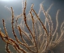 Sea fans. (File Photo)