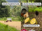 A couple quit their jobs abroad and built a peaceful life on a hill-view farm in India. A couple quit their jobs abroad and built a peaceful life on a hill-view farm in India.
