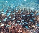 The paper concluded that the fate of corals in Lakshadweep will be determined by the return time of bleaching events. (HT photo) The paper concluded that the fate of corals in Lakshadweep will be determined by the return time of bleaching events. (HT photo)