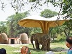 After six months of preparation, they flew on a dedicated cargo flight and will travel 20 hours by road to their new home at Himeji Central Park-Safari Park. (Photo: Gokul VS/HT)