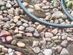 The challenge is to find the frog in just seven seconds