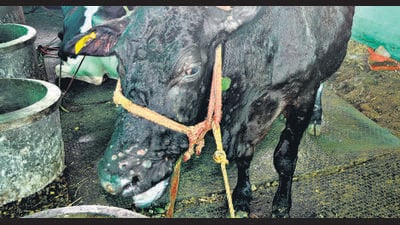 Karad, India - Sept. 6, 2022: A cow suffering from lumpy skin disease at Wagheri Village in Karad, India, on Tuesday, September 6, 2022. Many animals have got the lumpy skin disease in the village and two cows have died. (HT PHOTO) Karad, India - Sept. 6, 2022: A cow suffering from lumpy skin disease at Wagheri Village in Karad, India, on Tuesday, September 6, 2022. Many animals have got the lumpy skin disease in the village and two cows have died. (HT PHOTO)