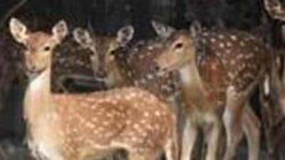 New Delhi, India - April 4, 2017: A group of spotted deer at Delhi Zoo in New Delhi, India, on Tuesday, April 4, 2017. (Photo by Ravi Choudhary/ Hindustan Times) (Ravi Choudhary/HT PHOTO) New Delhi, India - April 4, 2017: A group of spotted deer at Delhi Zoo in New Delhi, India, on Tuesday, April 4, 2017. (Photo by Ravi Choudhary/ Hindustan Times) (Ravi Choudhary/HT PHOTO)