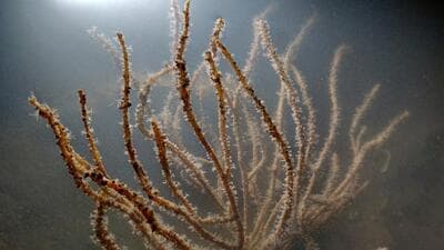 Sea fans. (File Photo)