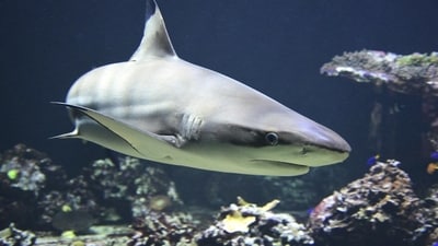 Researchers tagged Contender in January 2025 off Georgia, grabbed their samples, and let him go. (Representative Image/Pixabay) Researchers tagged Contender in January 2025 off Georgia, grabbed their samples, and let him go. (Representative Image/Pixabay)