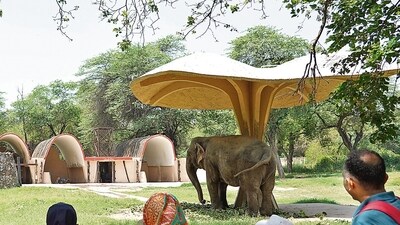 After six months of preparation, they flew on a dedicated cargo flight and will travel 20 hours by road to their new home at Himeji Central Park-Safari Park. (Photo: Gokul VS/HT) After six months of preparation, they flew on a dedicated cargo flight and will travel 20 hours by road to their new home at Himeji Central Park-Safari Park. (Photo: Gokul VS/HT)
