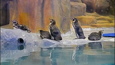 The zoo authorities have offered penguins in exchange programmes to multiple zoos, but had no takers as the cost of their upkeep is significant. (HT Photo/ Representative photo)