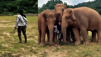 A video of elephants rushing to greet their caretaker went viral. (Instagram/lek_chailert) A video of elephants rushing to greet their caretaker went viral. (Instagram/lek_chailert)