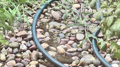The challenge is to find the frog in just seven seconds (Reddit)