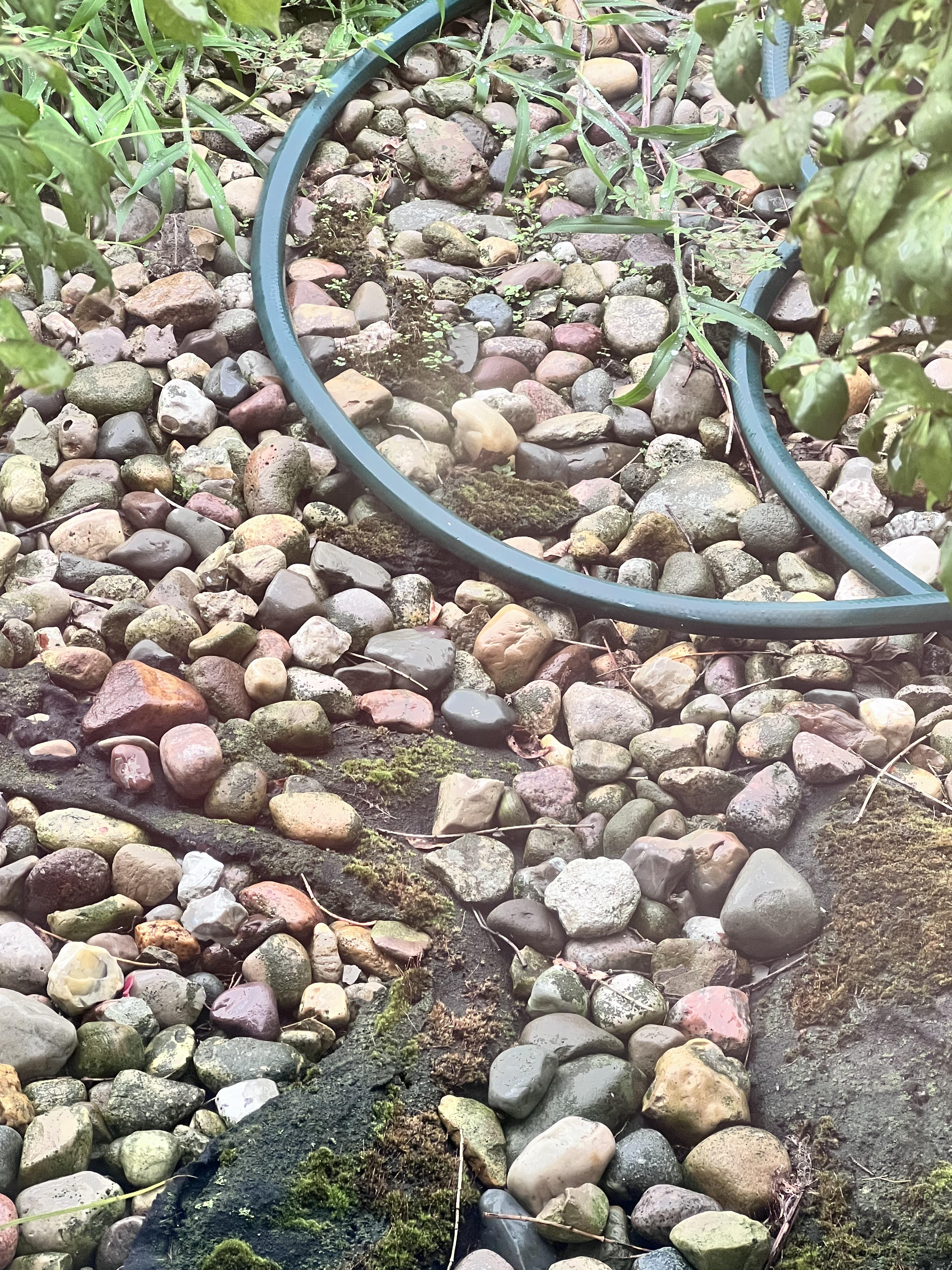 Can you find the hidden frog? ( Reddit/ @interstellllar)