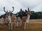 An investigation has been initiated regarding the incident where a plane hit multiple deer while landing in Alaska. (Representational image). 