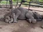 A baby elephant was seen peacefully sleeping on its mother’s lap in a viral video.