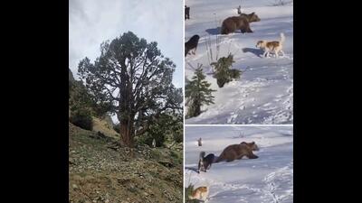 A stately Juniper tree at Ganasok and (on right) Black bears harassed by stray dogs at Drass. (Col Rajesh Adhau & Subedar Amin) A stately Juniper tree at Ganasok and (on right) Black bears harassed by stray dogs at Drass. (Col Rajesh Adhau & Subedar Amin)