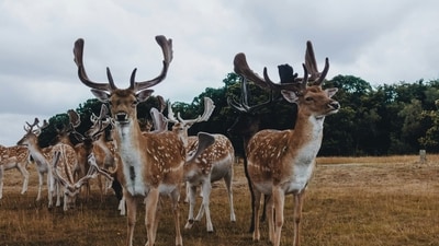 An investigation has been initiated regarding the incident where a plane hit multiple deer while landing in Alaska. (Representational image). (Unsplash/Marek Mucha) An investigation has been initiated regarding the incident where a plane hit multiple deer while landing in Alaska. (Representational image). (Unsplash/Marek Mucha)