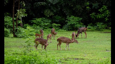 In response, the zoo’s health advisory committee implemented emergency biosecurity measures and carried out preventive vaccinations for the remaining animals. (REPRESENTATIVE PIC)