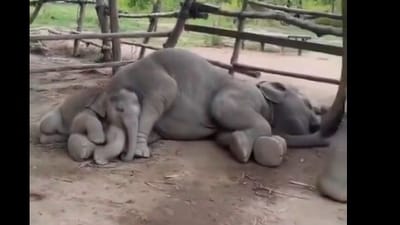 A baby elephant was seen peacefully sleeping on its mother’s lap in a viral video. (X/@susantananda3) A baby elephant was seen peacefully sleeping on its mother’s lap in a viral video. (X/@susantananda3)