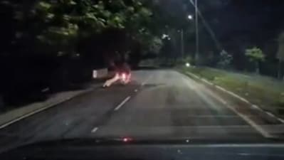 A biker and pillion rider had a narrow escape when a leopard leapt at their vehicle. (X) A biker and pillion rider had a narrow escape when a leopard leapt at their vehicle. (X)