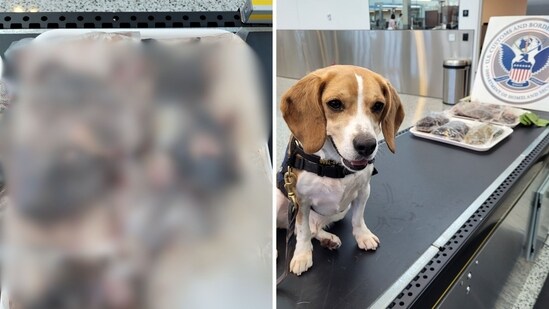CBP K9 Buckie, who sniffed out bloody frogs in a passenger’s luggage at Seattle–Tacoma International Airport. (X/@CBP)