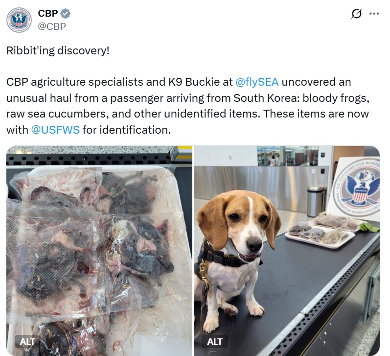 A tweet by CBP about its K9 detecting an unusual haul. (X/@CBP) A tweet by CBP about its K9 detecting an unusual haul. (X/@CBP)