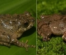 A team of researchers from Assam Don Bosco University, Help Earth, and Mizoram University found the frogs --- Raorchestes jadoh and Raorchestes jakoid --- in Meghalaya. (Sourced) A team of researchers from Assam Don Bosco University, Help Earth, and Mizoram University found the frogs --- Raorchestes jadoh and Raorchestes jakoid --- in Meghalaya. (Sourced)