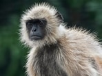 The animal's condition is stated to be stable, according to zoo doctors, he said. The animal's condition is stated to be stable, according to zoo doctors, he said.