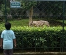 Save Wild Animals of Zoo and Our Nature (Swazon), a citizens’ forum in Kolkata, have also approached the Calcutta High Court over the issue, and the petition is likely to be heard next week. (Samir Jana / Hindustan Times) Save Wild Animals of Zoo and Our Nature (Swazon), a citizens’ forum in Kolkata, have also approached the Calcutta High Court over the issue, and the petition is likely to be heard next week. (Samir Jana / Hindustan Times)