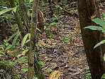 An image of a forest trail with a hidden leopard went viral after users failed to locate the predator. An image of a forest trail with a hidden leopard went viral after users failed to locate the predator.