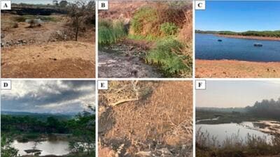 Methane-eating bacteria isolated from tropical wetlands in western Maharashtra by scientists Methane-eating bacteria isolated from tropical wetlands in western Maharashtra by scientists