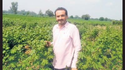 A progressive cotton grower, Ravi Kant Geaidher, at his field in Nihal Khera village of Fazilka on Sunday. (HT photo) A progressive cotton grower, Ravi Kant Geaidher, at his field in Nihal Khera village of Fazilka on Sunday. (HT photo)