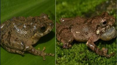 A team of researchers from Assam Don Bosco University, Help Earth, and Mizoram University found the frogs --- Raorchestes jadoh and Raorchestes jakoid --- in Meghalaya. (Sourced) A team of researchers from Assam Don Bosco University, Help Earth, and Mizoram University found the frogs --- Raorchestes jadoh and Raorchestes jakoid --- in Meghalaya. (Sourced)