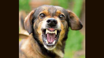 If the current trend continues, the total number of cases this year is projected to surpass last year’s figures. (Getty Images/iStockphoto) If the current trend continues, the total number of cases this year is projected to surpass last year’s figures. (Getty Images/iStockphoto)