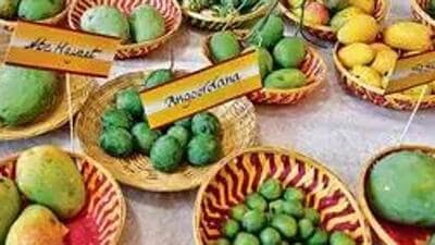 In India, the mango is not a fruit—it is an inheritance, a season, a sentiment, a sensuous experience elevated to poetic devotion. (HT Photo/ Representative photo) In India, the mango is not a fruit—it is an inheritance, a season, a sentiment, a sensuous experience elevated to poetic devotion. (HT Photo/ Representative photo)