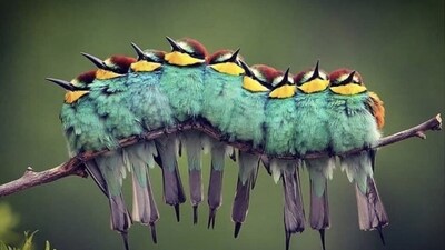 Optical illusion: There are several birds present in this photo. Can you spot them all? (Screengrab/Reddit) Optical illusion: There are several birds present in this photo. Can you spot them all? (Screengrab/Reddit)