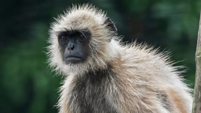 The animal's condition is stated to be stable, according to zoo doctors, he said. (PTI/ Representational) The animal's condition is stated to be stable, according to zoo doctors, he said. (PTI/ Representational)