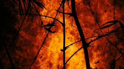 Turkey's Bursa threatened by massive wildfires, explosions heard, several residents evacuated (Unsplash - representational image)