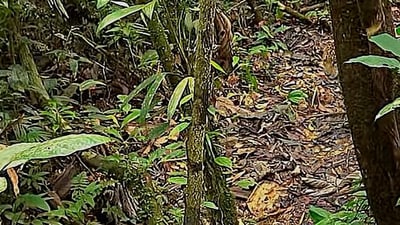 An image of a forest trail with a hidden leopard went viral after users failed to locate the predator. (Reddit/Stock_Association_83) An image of a forest trail with a hidden leopard went viral after users failed to locate the predator. (Reddit/Stock_Association_83)