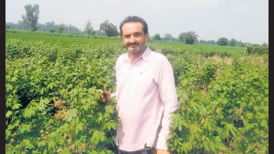 A progressive cotton grower, Ravi Kant Geaidher, at his field in Nihal Khera village of Fazilka on Sunday. (HT photo)