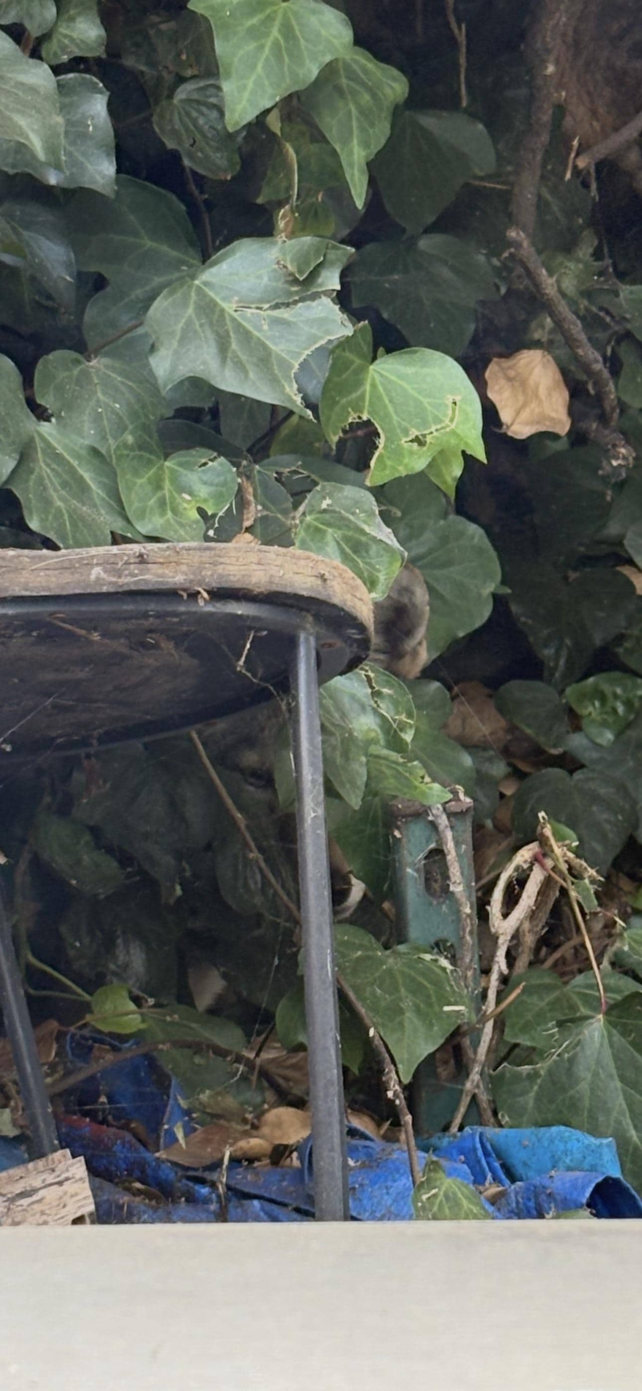 Viewers were challenged by an illusion hiding a coyote in ivy. (Reddit/Crafty-Cow9480) Viewers were challenged by an illusion hiding a coyote in ivy. (Reddit/Crafty-Cow9480)